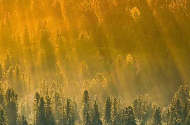 Twelfth Ray of Light – Golden: Christ Consciousness and Soul Leadership with Lady Pallas Athena