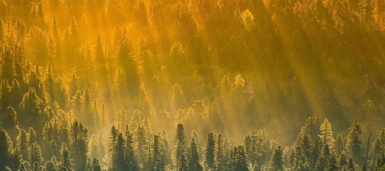 Twelfth Ray of Light – Golden: Christ Consciousness and Soul Leadership with Lady Pallas Athena